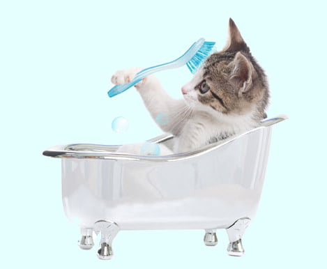 bañar gatos