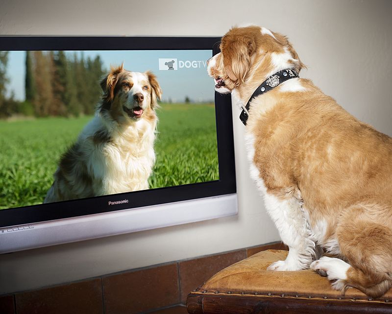 perros y television. ¿les gusta la television a los perros?