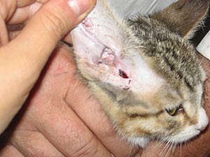como curar heridas gatos granada