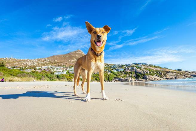 veterinarios granada Precaciones para llevar perro playa