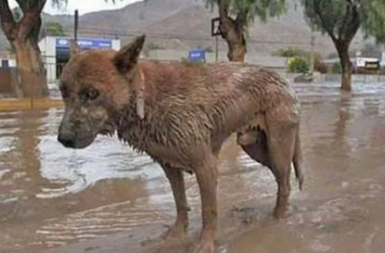evacuacion de mascotas