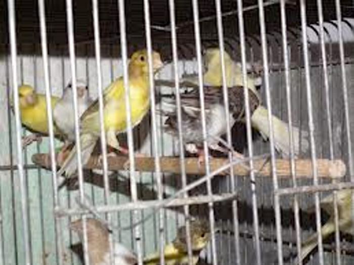 Enfermedades comunes de los pájaros enjaulados