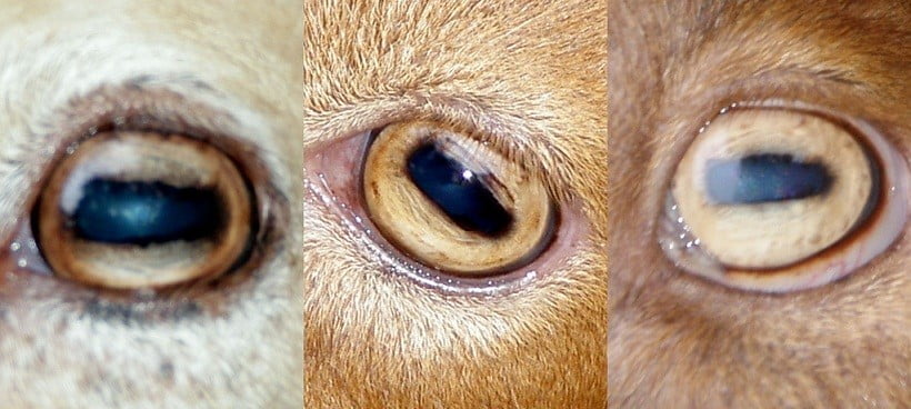 curiosidades ojos de los animales clinica veterinaria alcazaba Granada