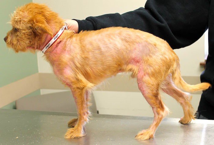 dermatosis canina veterinario granada