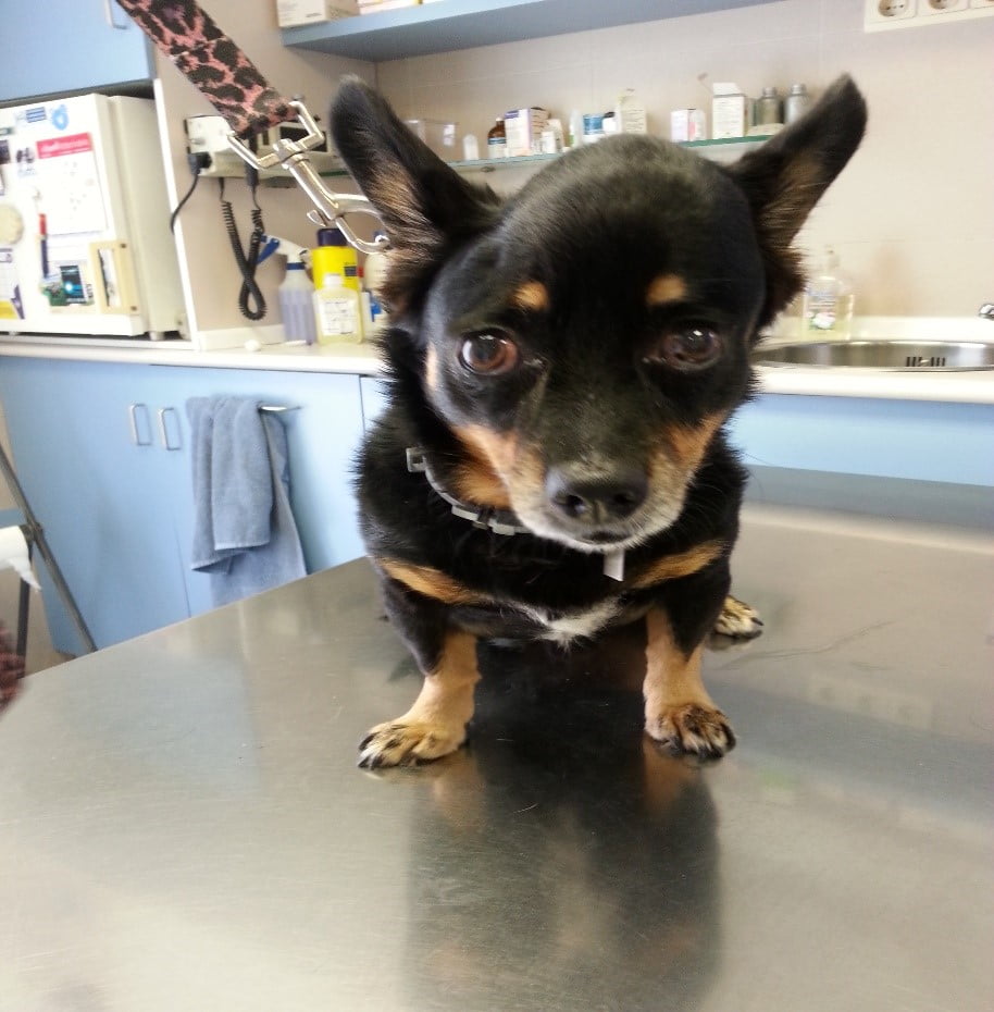 perro con cáncer veterinario granada