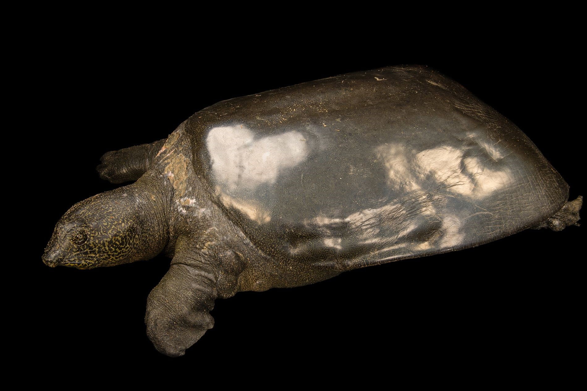 tortuga gigante de caparazón blando veterinario granada