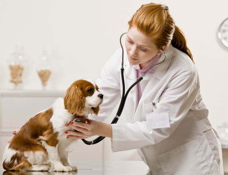 antibioticos-veterinarios