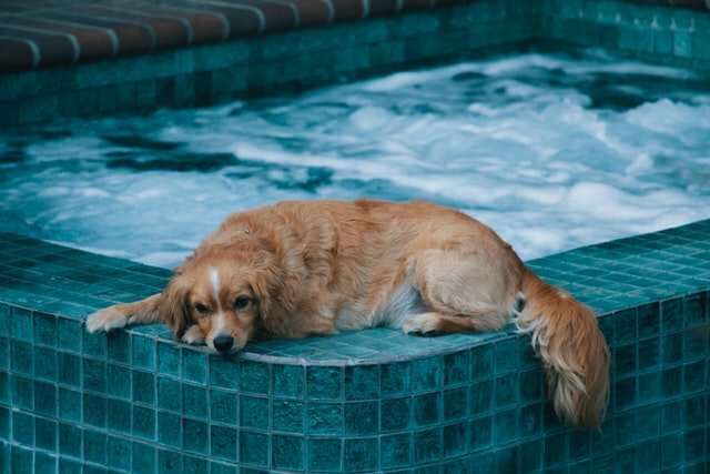 mi-perro-bebe-agua-de-la-piscina