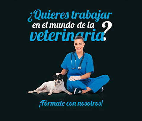 movil-curso-asistente-clinico-veterinario