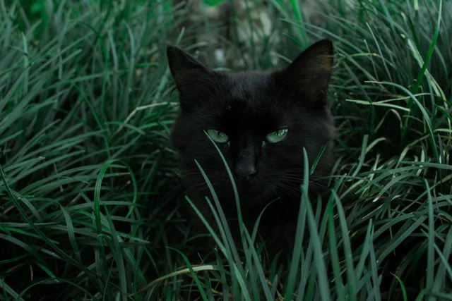 abscesos-en-gatos