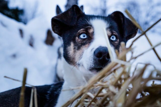 cuidado-perro-en-invierno