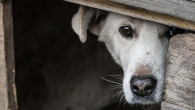 Avanzando hacia un Mundo Sin Maltrato Animal: Un Paso a la Vez