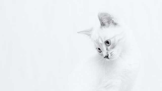 mejor-clinica-veterinaria-ofertas