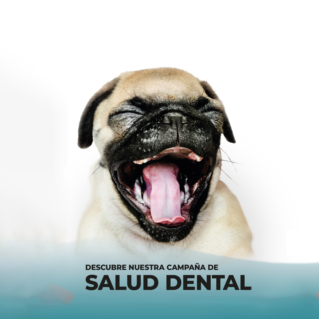 campaña-dental-clinica-veterinaria-granada