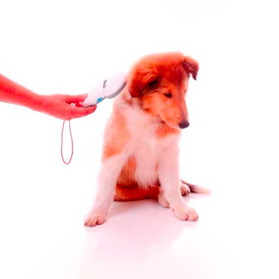 microchip-mascotas-clinica-veterinaria-alcazaba