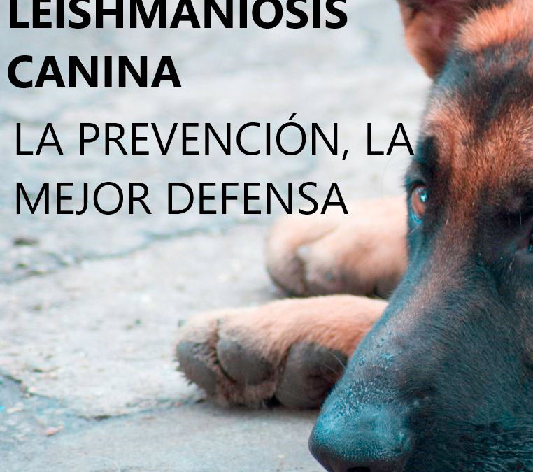 Campaña Leishmania