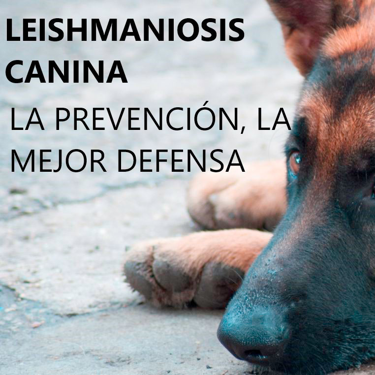 Campaña Leishmania