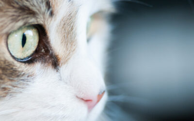 Enfermedad del ojo seco en gatos