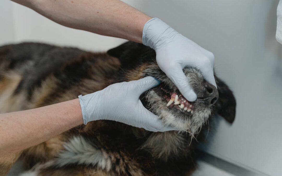 por-que-se-le-caen-los-dientes-a-mi-perro