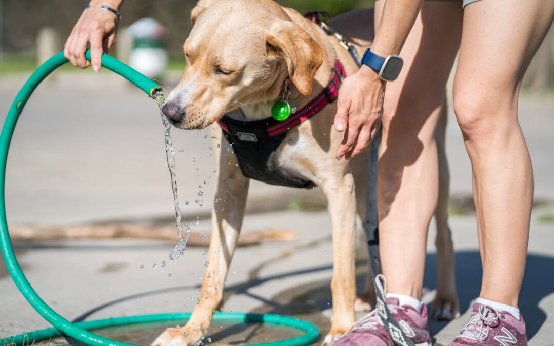 consejos-veterinarios-durante-verano