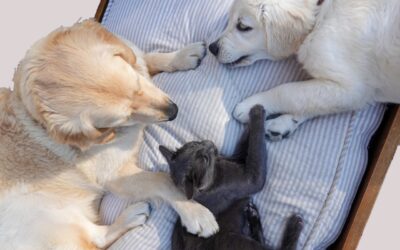 Vómitos en perros y gatos