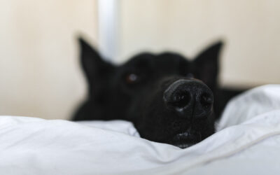 Depresión postvacacional en perros
