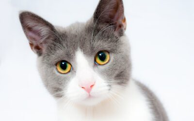 Introducir a un gato en un hogar con animales