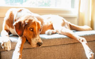 Acostumbrar a tu perro a quedarse solo en casa