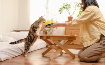 Cuántas veces come un gato