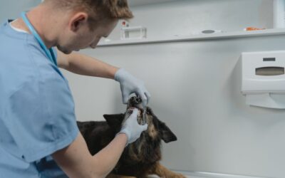 Salud Dental en Perros