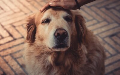 Cuándo llega un perro a la vejez