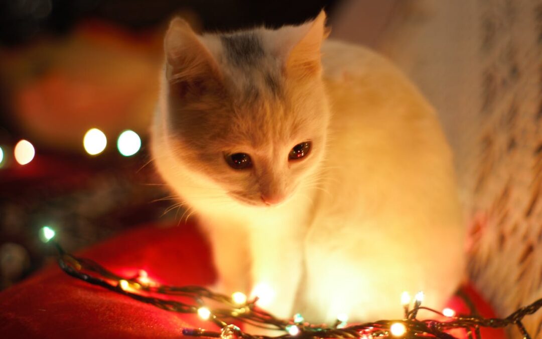 navidades seguras para gatos