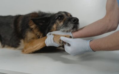 Confianza en los Veterinarios