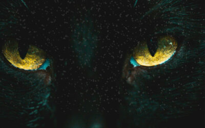 Caspa Felina