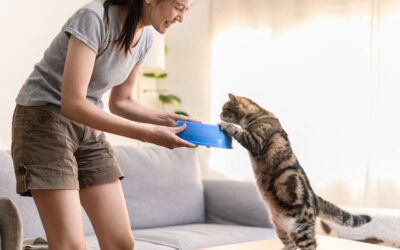 Mejorar la Digestión de tu Gato