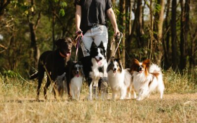 Esterilización de perros