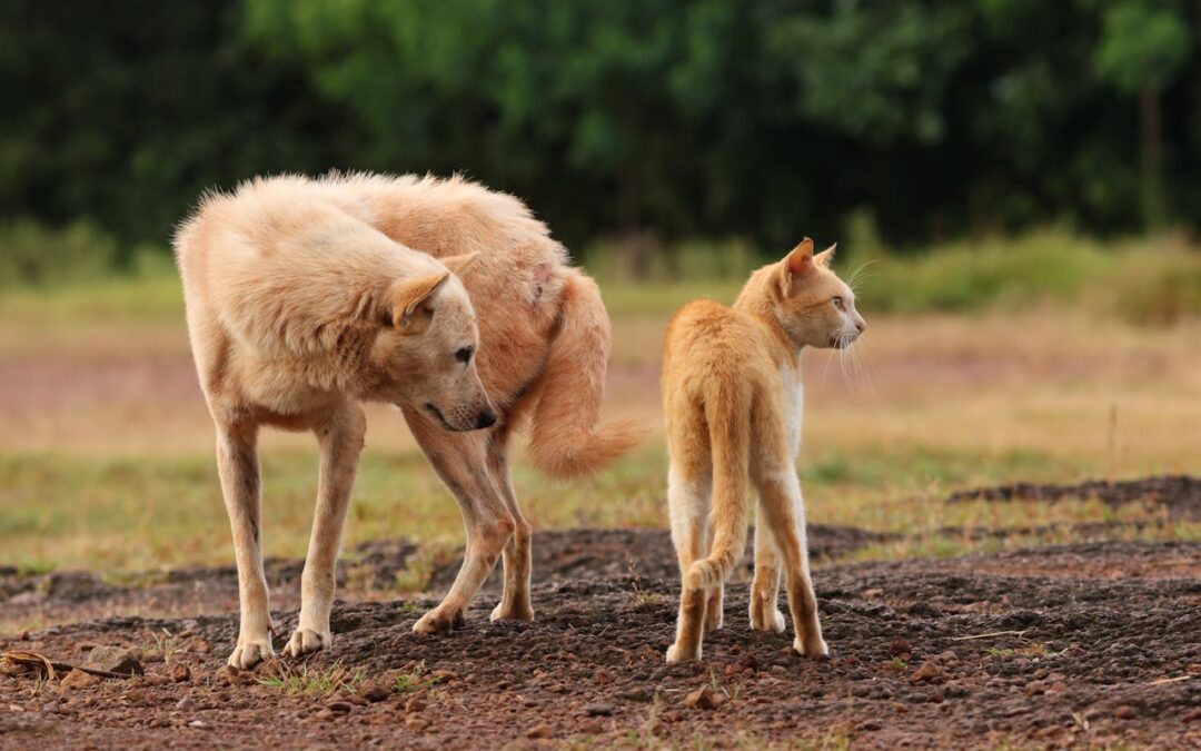 peso saludable en perros y gatos