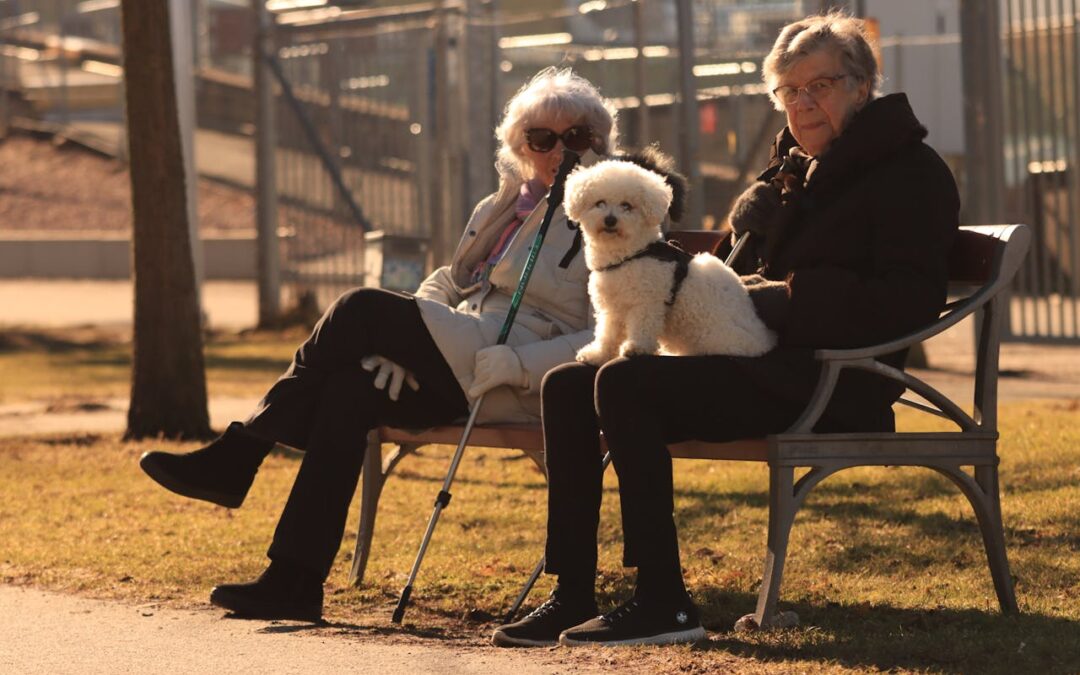 cuidar un perro senior