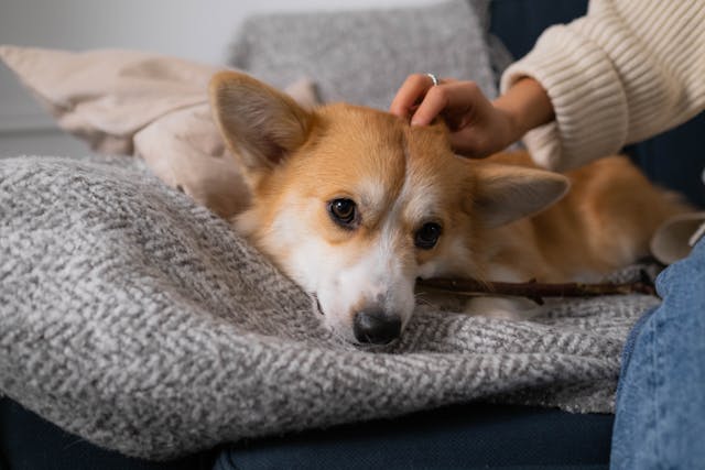 síntomas de la otitis externa en perros