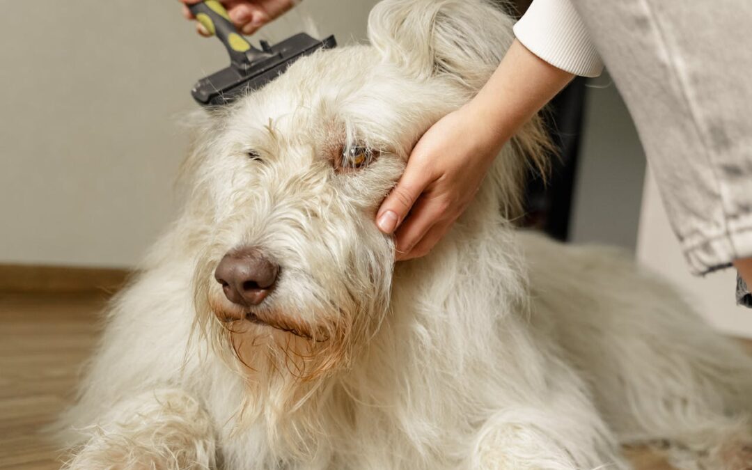 Otitis externa en perros