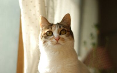 Lenguaje Corporal del Gato