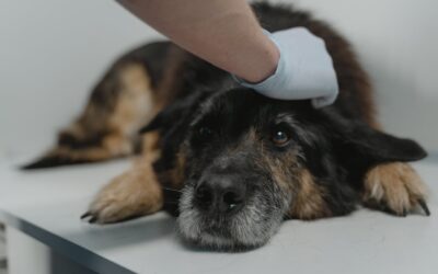 Prevenir la diarrea en perros