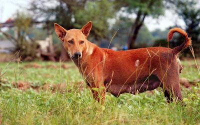 Peligros de las espigas para los perros
