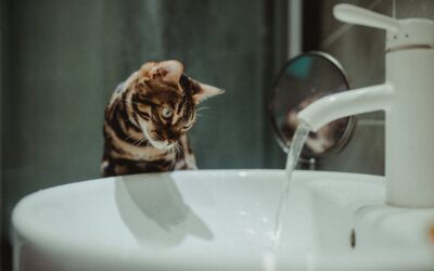 Mi gato no bebe agua