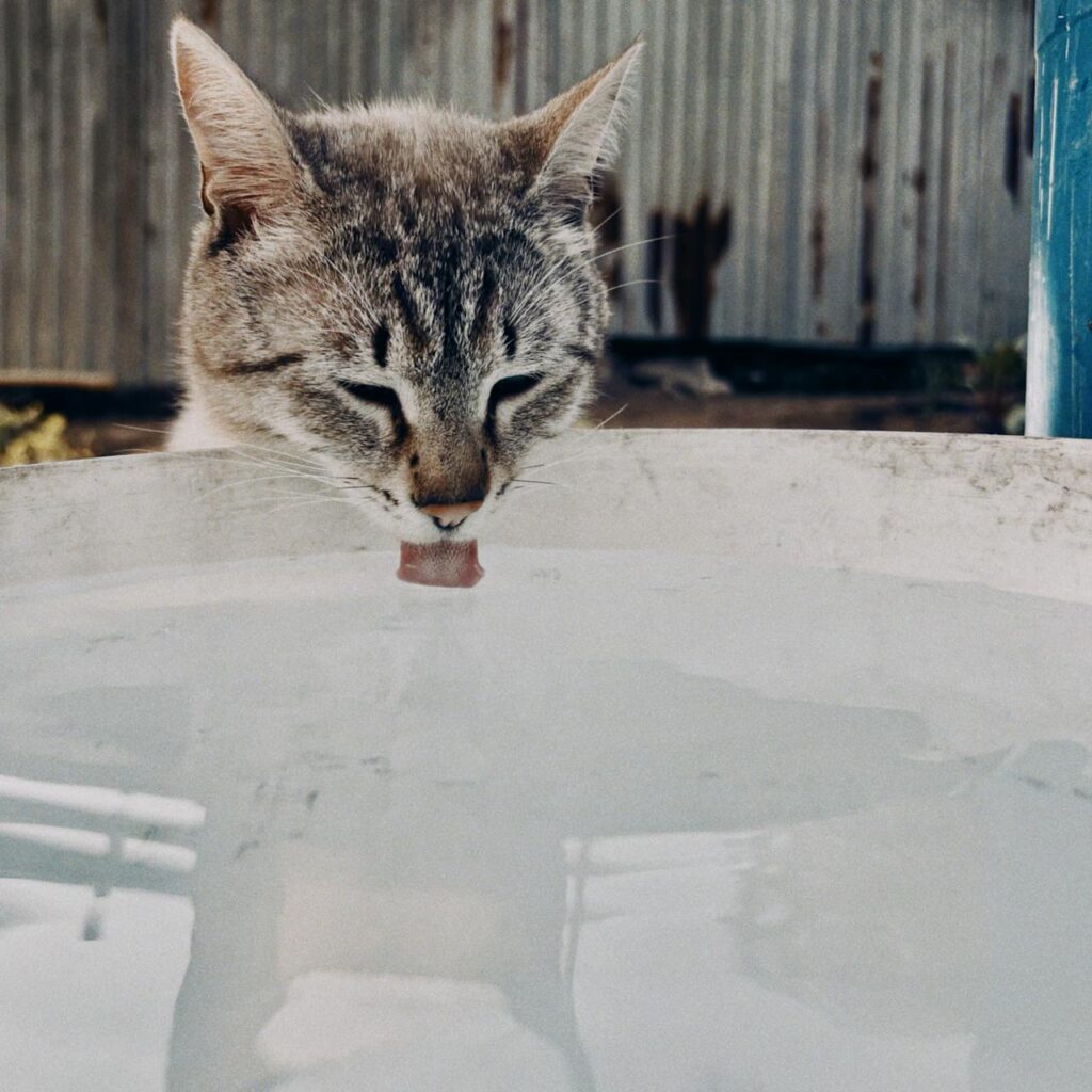 por qué mi gato no bebe agua